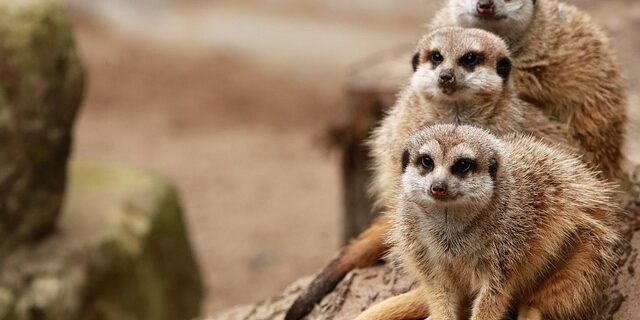 Forældremyndighed og samvær – sådan fungerer reglerne i praksis