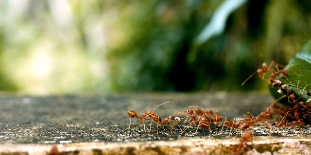Kampen mod myrer: Sådan vælger du den rette myregift til dine behov