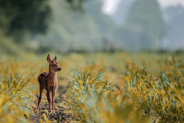 Fotografering af dyrelivet: Sådan vælger du det rette jagtkamera til din have