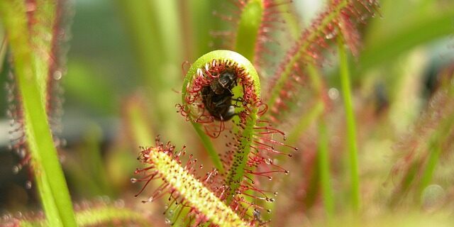 Kan verdens største kødædende plante spise en mus?